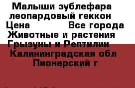 Малыши эублефара ( леопардовый геккон) › Цена ­ 1 500 - Все города Животные и растения » Грызуны и Рептилии   . Калининградская обл.,Пионерский г.